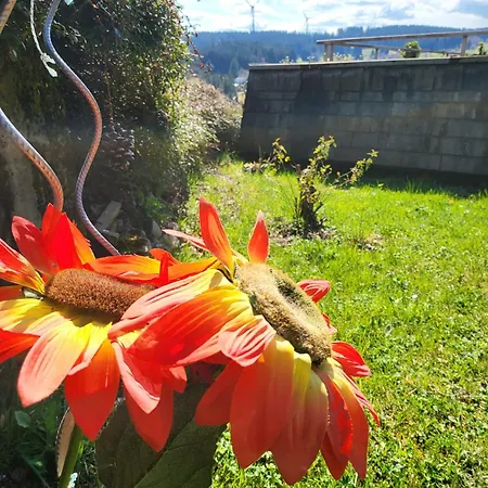 Apartment Garden Mountain In Schonach Center *